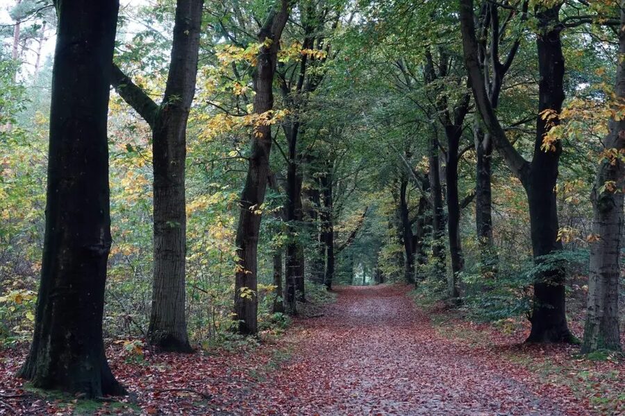 Veluwe