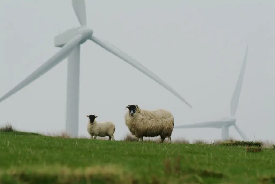 schapen