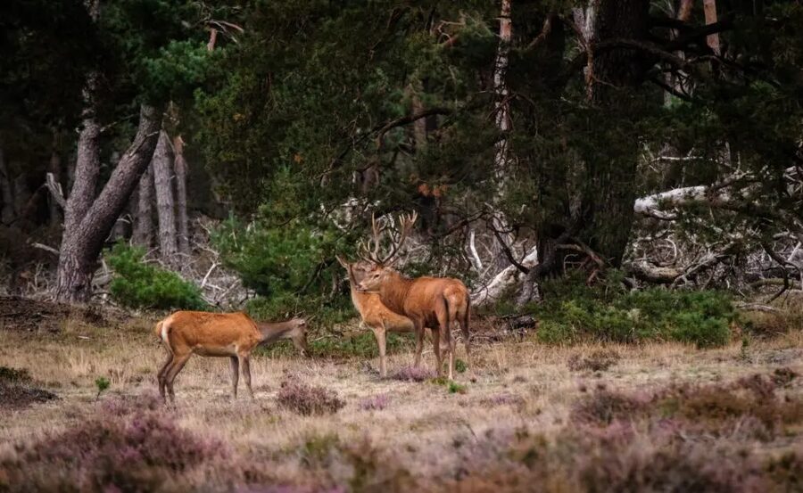 Veluwe